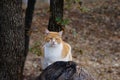 A Photograph Of A Yellow Tabby Cat Sitting On A Log