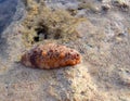Close up of Brown Young Sea Cucumber on Sandy Beach - Andaman Nicobar Islands, India Royalty Free Stock Photo