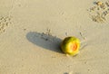 A Young Coconut - Green Tender Coconut - on Sandy Beach - Rule of Thirds in Still Life Royalty Free Stock Photo