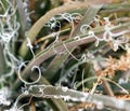 A photo of the tiny white strings of the yucca plant Royalty Free Stock Photo