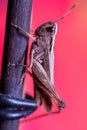 Close Portrait of a Brown Grasshopper with a Coral Pink background
