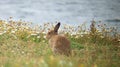 Irish hare Lepus timidus hibernicus Mountain hare