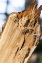 Broken tree trunk Royalty Free Stock Photo