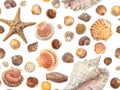 Photographed collection of different shells on white background.