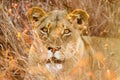 Close up of a female African Lion hiding in long grass