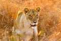 Close up of a female African Lion hiding in long grass in a South African Game Reserve