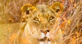 African Lion in a South African Game Reserve