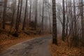 Photographed in the forest in Crimea.