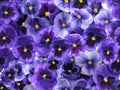 Photographed fresh purple viola flowers, covering complete background.