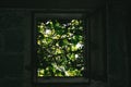 Lost places. Old overgrown window in a wall. Royalty Free Stock Photo