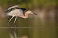 A reddish egret Egretta rufescens stretching its wings in a pond at Fort Meyers Beach. Royalty Free Stock Photo