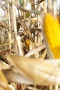 Mature corn open field Royalty Free Stock Photo