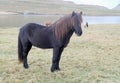 A lone Icelandic horse