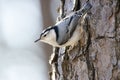 White-breasted nuthatch bird, Sitta carolinensis, perched on pine bark