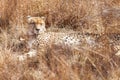 African Cheetah lying in long grass Royalty Free Stock Photo