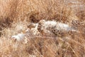 African Cheetah lying in long grass Royalty Free Stock Photo