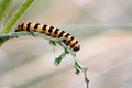 Photographed in the Sefton dunes at Formby. This caterpillar of the Cinnabar moth is making its way through its favourite food