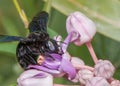 Violet Carpenter Bees sucking Nectar from flowers