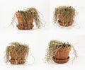Withered Cat Grass In A Clay Pot