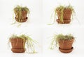 Withered Cat Grass In A Clay Pot