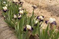 Iris Garden Series - Ridgecrest Tall Bearded Iris