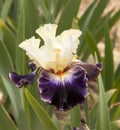 Iris Garden Series - Ridgecrest Tall Bearded Iris