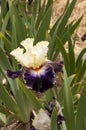 Iris Garden Series - Ridgecrest Tall Bearded Iris