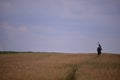 A photographer carrying a tripod on the wheat field. solo outdoor activity