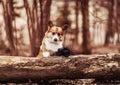 Photographer dog stands in the park with a camera in the spring park Royalty Free Stock Photo