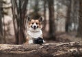 Photographer corgi dog stands in the park with a camera in the spring park Royalty Free Stock Photo