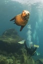 Photographer Diver approaching sea lion family underwater Royalty Free Stock Photo