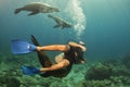 Photographer Diver approaching sea lion family underwater Royalty Free Stock Photo