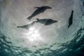 Photographer Diver approaching sea lion family underwater Royalty Free Stock Photo