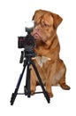 Photographer dog with camera Royalty Free Stock Photo