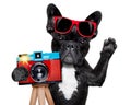 Photographer dog camera Royalty Free Stock Photo