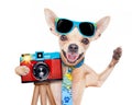 Photographer dog camera Royalty Free Stock Photo