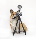 Photographer dog corgi standing on a white background in the studio and looking into a retro camera on a tripod Royalty Free Stock Photo
