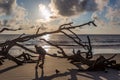 Photographer at Driftwood Beach Jekyll Island Royalty Free Stock Photo