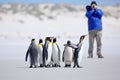 Photographer with Group of penguin. King penguins, Aptenodytes patagonicus, going from white snow to sea in Falkland Islands. Peng