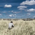 Photographer and group of zebras in Serengeti National Park