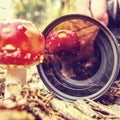 Photographer leans down to take close-up photo of mushroom Royalty Free Stock Photo