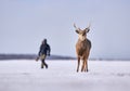 Photographer man with Hokkaido sika deer, Cervus nippon yesoensis, on snowy meadow, winter mountains in the background. Animal Royalty Free Stock Photo