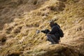 Photographer in Iceland landscape Royalty Free Stock Photo