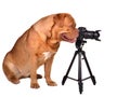 Photographer with photo camera Royalty Free Stock Photo