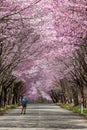 Photographer on a rural road underneath a beautiful Cherry Blossom tunnel Royalty Free Stock Photo