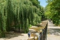 Photographer stands at the river and photographs landscape. Lush green willow