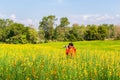 Photographer take a photo at beautiful yellow flowers Sunhemp Crotalaria field in shunshine day, Thailand