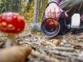 Photographer take picture of mushroom fly agaric red in leaves Royalty Free Stock Photo