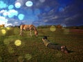 Photographer takes pictures of horses in pasture Royalty Free Stock Photo