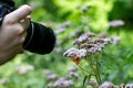 Photographer is taking a macro shot of a Butterfly on a flower